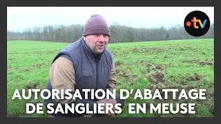Le prefet de la Meuse autorise l'abattage supplémentaire de sangliers