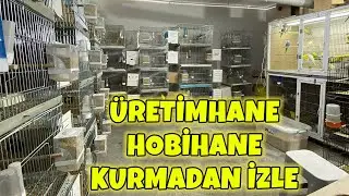 MUHABBET KUŞU ÜRETİM EVİ VE HOBİHANE HAKKINDA İNCE BİLGİLER