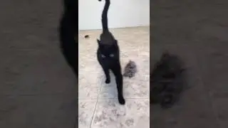 Adoptable Cat Lulu