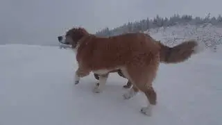 ZozoPirate 20260120 Eoliennes Murdochville insta360 winter paysage hiver famille