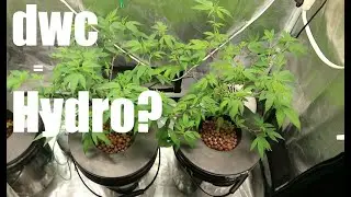 UNE POUSSE EN DWC DE CIRTADELIC SUNSET !! SP3000 DE MARS HYDRO!