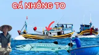 LƯỚI NẬU ĐƯỢC BỮA BÀ CẬU ĐÃI TRÚNG CÁ THU VÀ CÁ NHỒNG TO 