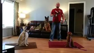 How to feed multiple dogs calmly. Dog Training