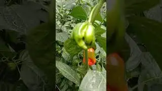 Hot peppers #shorts