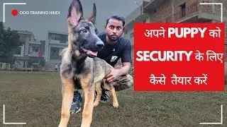 Puppy Protection Training Like Army || How to Make Your Puppy a Guard Dog (4k Hindi)🐶