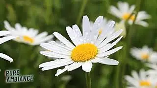 Pure Ambiance #relax #meditationvideo #meditation #calming #calmingvideo