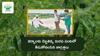 ⛈🌶వర్షాలకు దెబ్బతిన్న మిరప పంటలో జాగ్రత్తలు !!