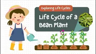 The Life Cycle of a Bean Plant-Educational Video