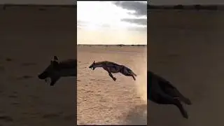 Hyena Picked the Wrong Nest! 😱
