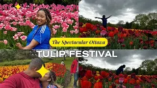 Tulip Festival Magic in Ottawa! 🇨🇦 Stunning Blooms, Spring Vibes & Festival Fun
