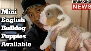 Top Quality Mini English Bulldog Puppies For Sale❗️