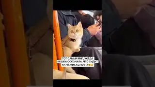 Ты кто😳😡#рек#кошка#животное#метро#хозяйка#милота#Shorts