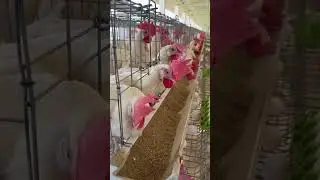 How eggs are produced in poultry farm... 