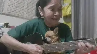 You are my sunshine (cat singing dog sleeping)👵Cover by Malinda...👵