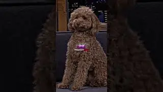 Hearts melt after Millie Bobby Brown Brings Her Poodle to the Tonight Show
