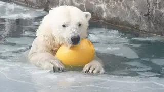 2026 1 18 円山動物園 リラ ララ ライト