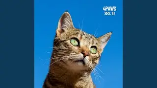 Ice Cat Music