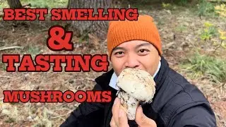 Hunting and Foraging for Matsutake Pine Mushrooms in Washington State