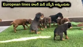 European lines Doberman puppies for sale in telugu/ 81792 31142 /aj pets