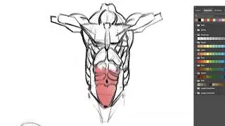 Time Lapse Video of Will Weston drawing the torso. From his classes on our website.