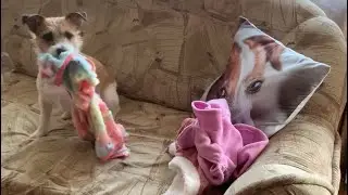 DIY.Мирта-модница#jackrussellterrier#животные#суперсобака#dog#cat#милота#джекси#красиваясобака 