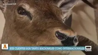 Descubriendo el arte de la taxidermia