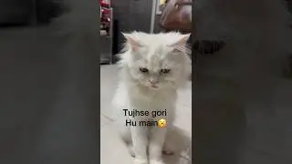 Mona v/s oreo #youtube #cat #youtubeshorts #2026 #funny #memes #foryou #catvideos