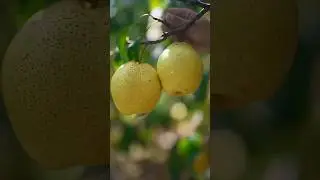 A cute girl harvesting fruits enjoy this beautiful natural 🍑🍅🍓🍊#shorts #fruitcutting #nature #viral