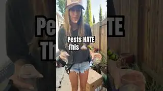 The Pesticide Hack Your Garden Will Thank You For 🌿All-Natural Bug Repellent Spray! #gardeningtips