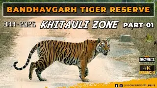 BANDHAVGARH TIGER RESERVE I NEW SERIES START I KHITAULI ZONE I PART-1 I SUPER SERIES START I TIGERS