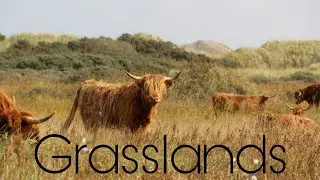 Grassland,Types of forest, Natural vegetation and wildlife, Important grassland in the world..