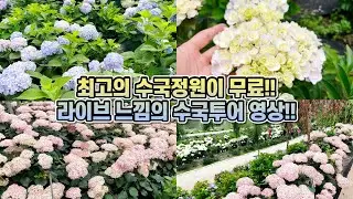 최고의 수국정원이 무료?? 유구색동수국정원 라이브 느낌의 수국투어!!