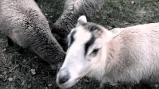 Danny the Donkey
