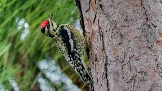 Yellow Bellied Sapsuckers