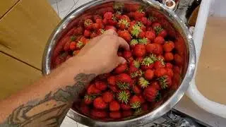 Erdbeeren richtig Reinigen... Mit Apfelessig
