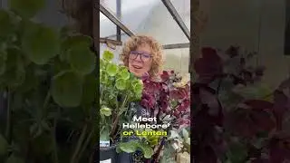 Hellebore or Lenten Rose is our favorite early spring flower! #gardens #MillerFlowersGreenhouse