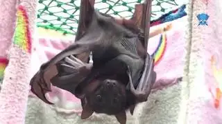 Little Red Flying-Fox with her baby:  Eve with Dallas