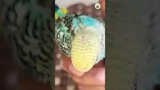 Showtime #budgies #chickhatching #petshobby #breedingbirds #shortsviral