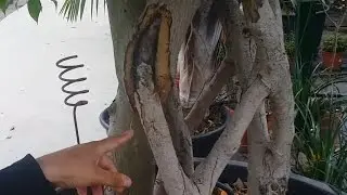 Madera viva y madera muerta