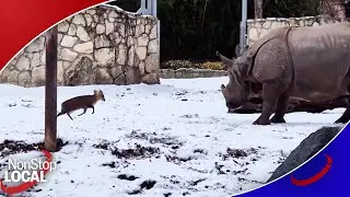 Маленький олень бросает вызов гигантскому носорогу.