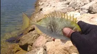 mancing baronang di pantai Pertamina - Bali - umpan lumut