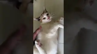Симбу