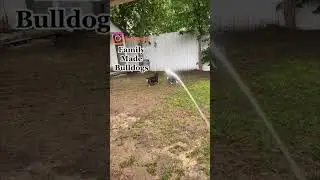 English bulldogs playing