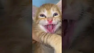 cat meowing kitten#cat crying#little kitty sound#thecatlife