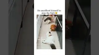 he sacrificed himself for the fight 😂 #animals #cute #kitten #dog #clips #funny #shorts
