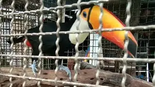 Chatuchak Weekend Market - Birds, Parrots, Turtles, Lizards
