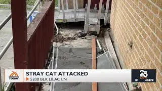 Local resident files multiple complaints about an ongoing stray cat issue