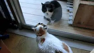 ぽんたデブ猫に怒りまくる