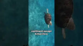 Turtle Trivia: 5 Fun Facts