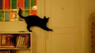 Cat Opens Door